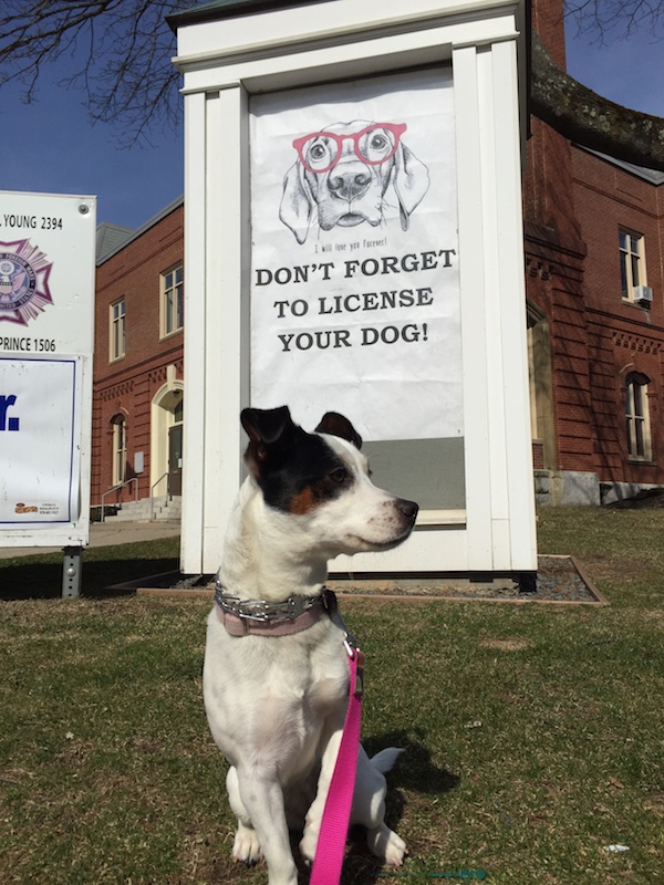 Photo of a dog next to a sign reminding people to license their dogs