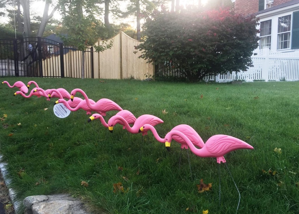 Flock of artificial flamingoes