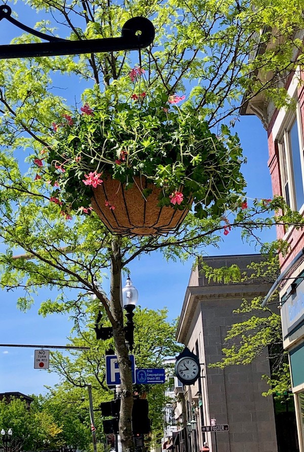 Photo of hanging flower basket