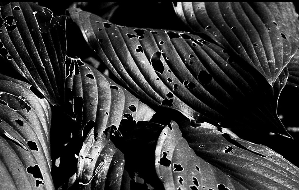 Junior Natasha Brown earned a silver key for her abstract leaves photograph. (Courtesy Photo Melrose Public Schools)