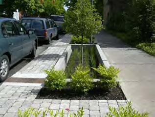 Tree box filter with newly-planted trees and plants, nestled between sidewalk and stone curb