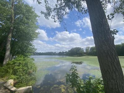 Summer view of Ell Pond with lush green trees, shrubs, and lily pads