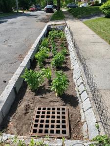 Newly-planted rain garden between sidewalk and street