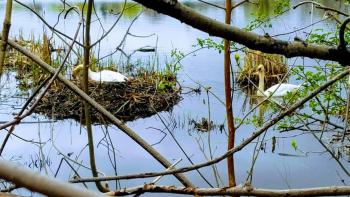 swans nesting on pond
