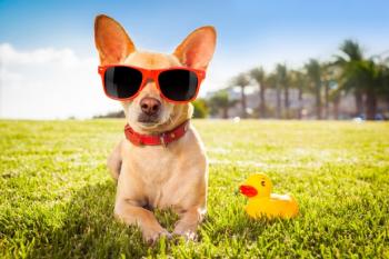 dog on the lawn wearing sunglasses