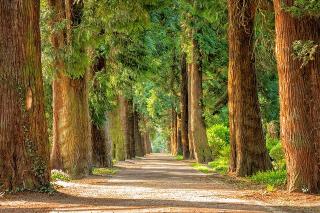 road lined with tall trees