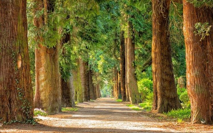 road lined with tall trees