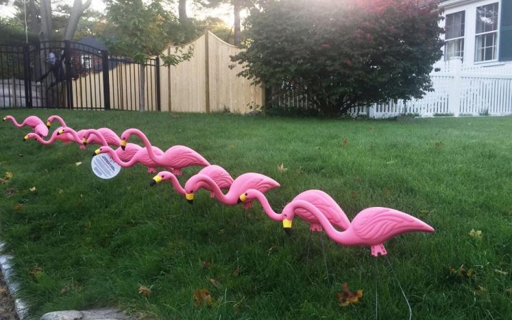  Melrose Education Foundation Launches Flamingo Fundraiser